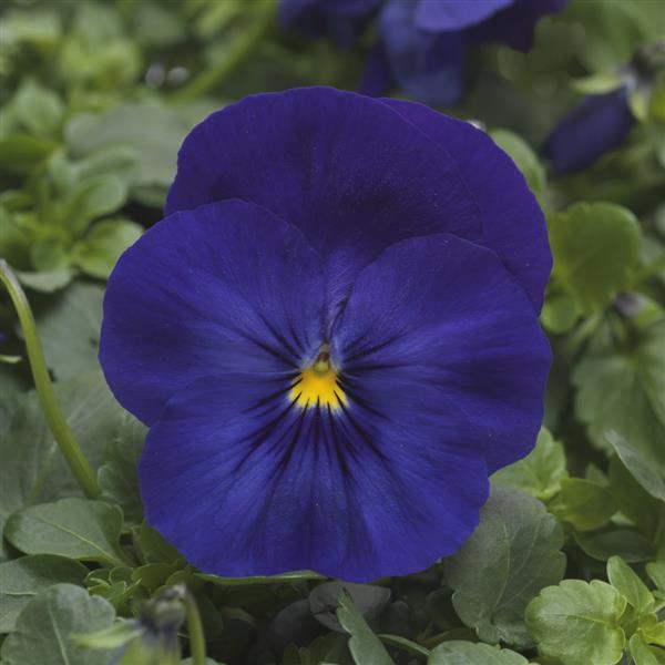 Cool Wave® Blue Spreading Pansy - Bloom