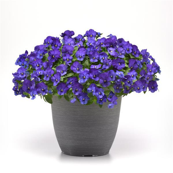 Cool Wave® Blue Spreading Pansy - Container