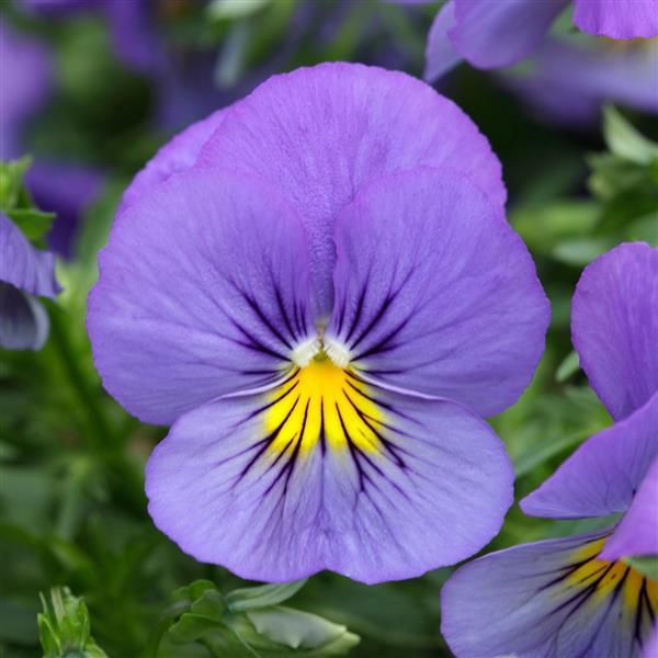 Cool Wave® Blue Skies Spreading Pansy - Bloom