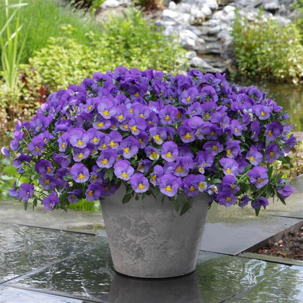Cool Wave® Blue Skies Spreading Pansy - Container