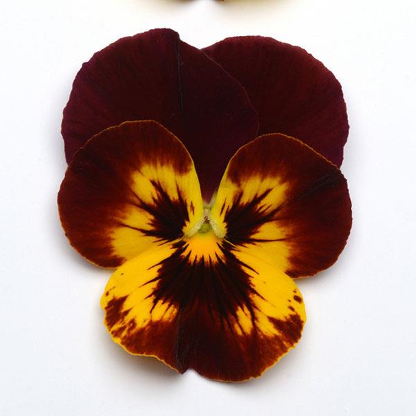 Cool Wave® Fire Spreading Pansy - Bloom