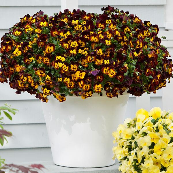 Cool Wave® Fire Spreading Pansy - Container