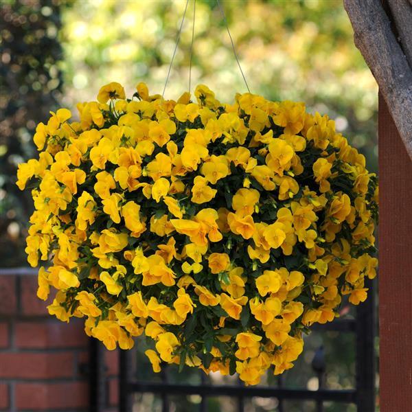 Cool Wave® Golden Yellow Spreading Pansy - Basket