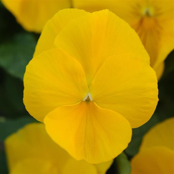 Cool Wave® Golden Yellow Spreading Pansy - Bloom
