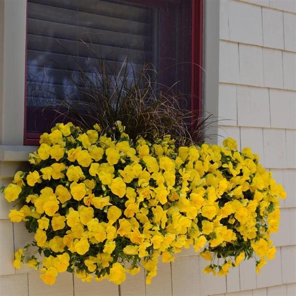Cool Wave® Golden Yellow Spreading Pansy - Commercial Landscape 1