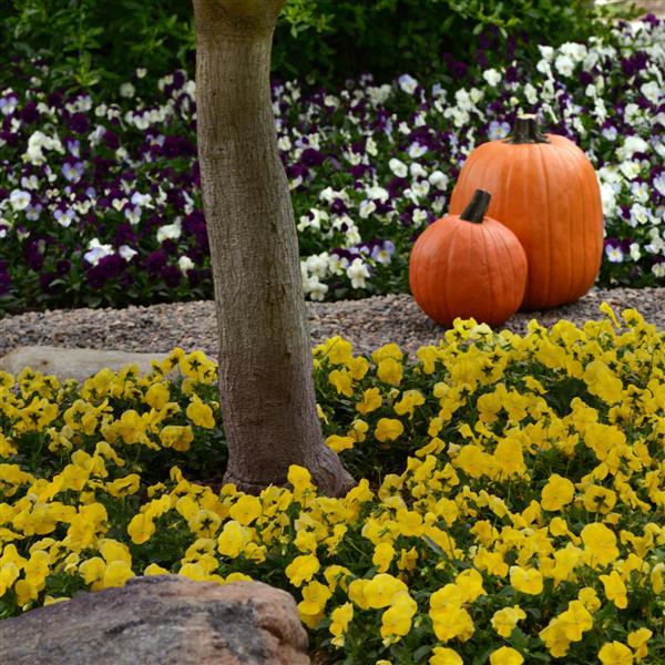 Cool Wave® Golden Yellow Spreading Pansy - Commercial Landscape 2