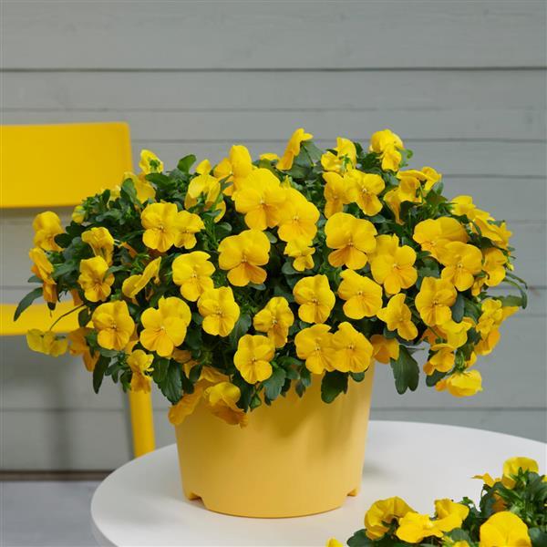 Cool Wave® Golden Yellow Spreading Pansy - Container