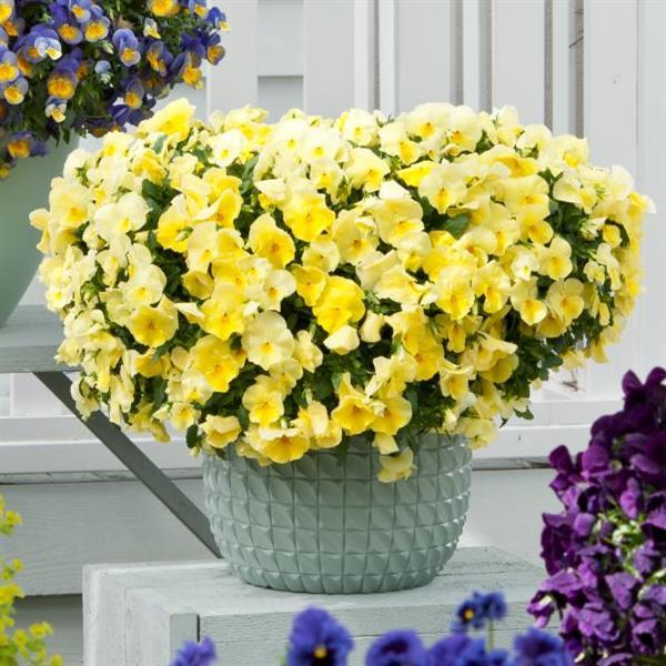 Cool Wave® Lemon Spreading Pansy - Container