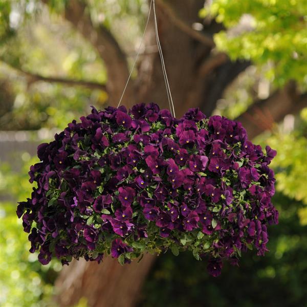 Cool Wave® Purple Spreading Pansy - Basket