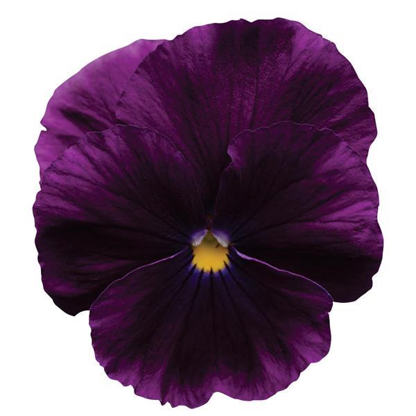 Cool Wave® Purple Spreading Pansy - Bloom