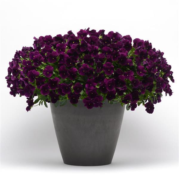 Cool Wave® Purple Spreading Pansy - Container