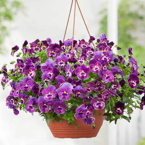 Cool Wave® Raspberry Spreading Pansy - Basket