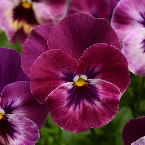 Cool Wave® Raspberry Spreading Pansy - Bloom
