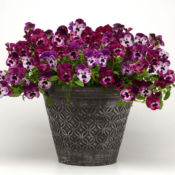 Cool Wave® Raspberry Spreading Pansy - Container