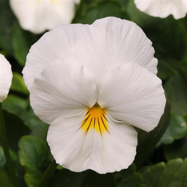 Cool Wave® White Spreading Pansy - Bloom