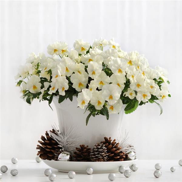 Cool Wave® White Spreading Pansy - Container