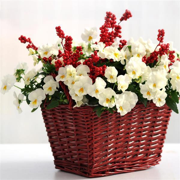 Cool Wave® White Spreading Pansy - Displays