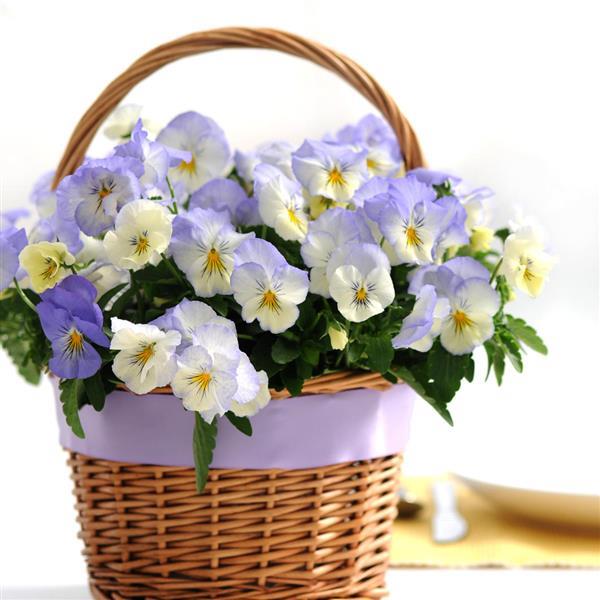 Cool Wave® Frost Spreading Pansy - Displays