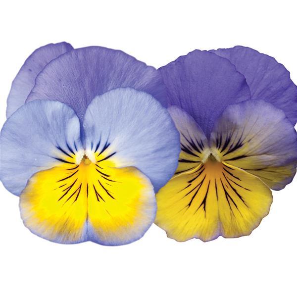 Cool Wave® Morpho Spreading Pansy - Bloom
