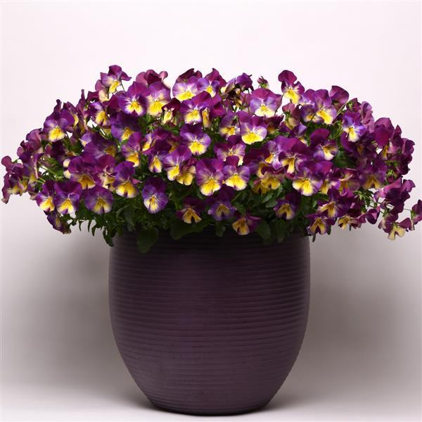 Cool Wave® Raspberry Swirl Spreading Pansy - Container