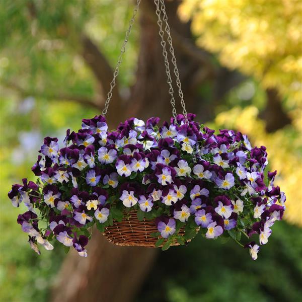 Cool Wave® Violet Wing Spreading Pansy - Basket