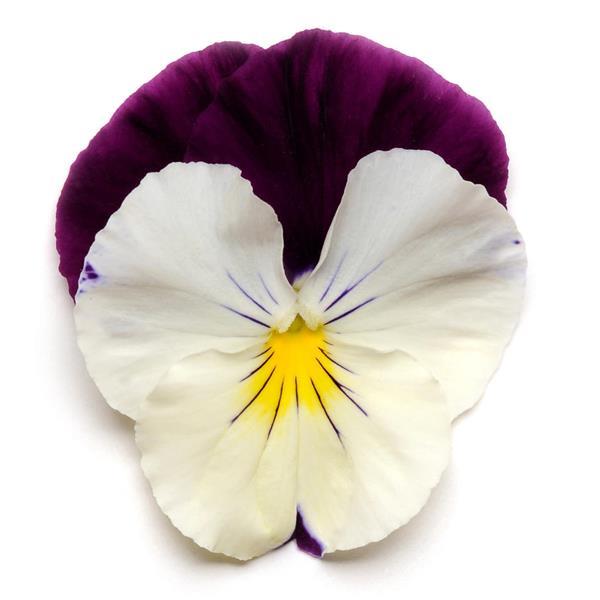 Cool Wave® Violet Wing Spreading Pansy - Bloom