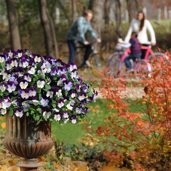 Cool Wave® Violet Wing Spreading Pansy - Commercial Landscape 1