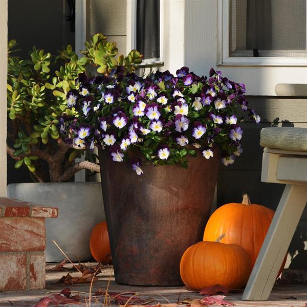 Cool Wave® Violet Wing Spreading Pansy - Container