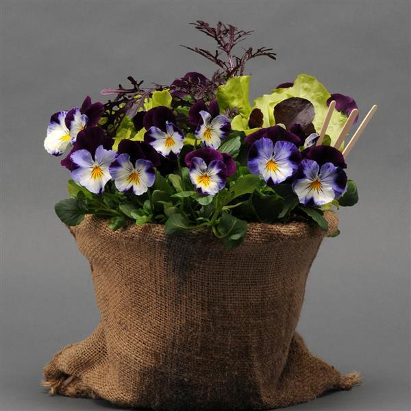 Cool Wave® Violet Wing Spreading Pansy - Vegetables