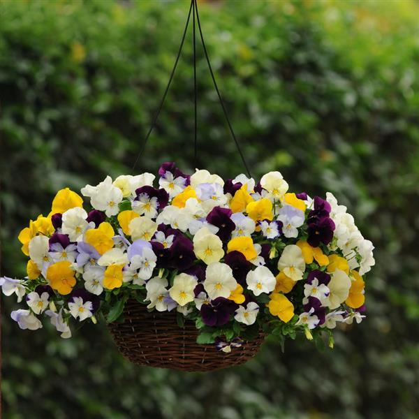 Cool Wave® Mixture Spreading Pansy - Basket