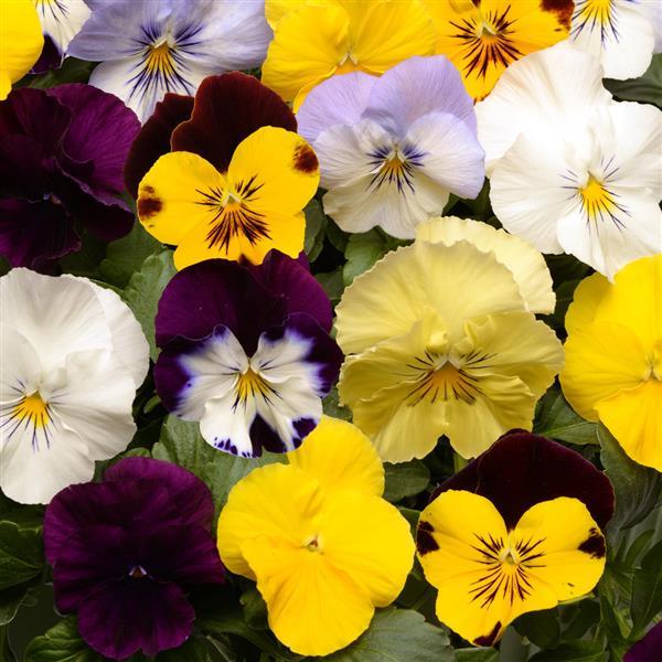 Cool Wave® Mixture Spreading Pansy - Bloom