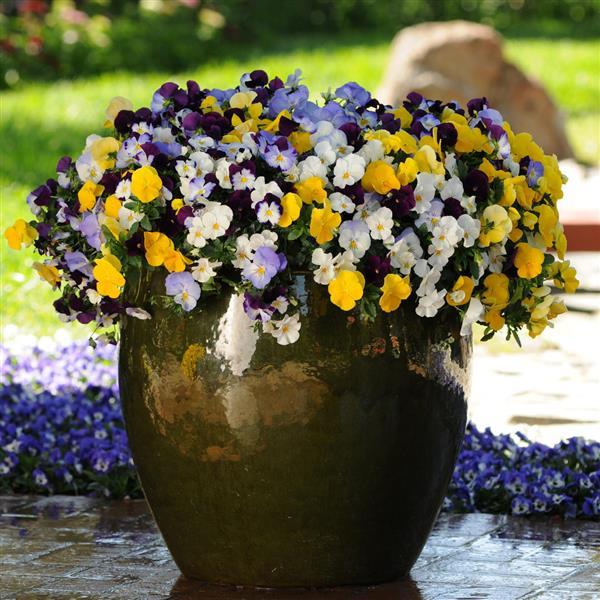Cool Wave® Mixture Spreading Pansy - Container