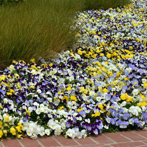 Cool Wave® Mixture Spreading Pansy - Landscape