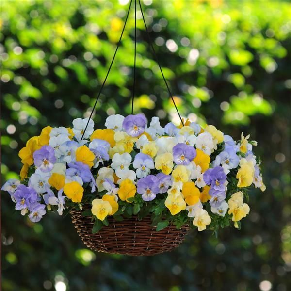Cool Wave® Pastel Mixture Spreading Pansy - Basket
