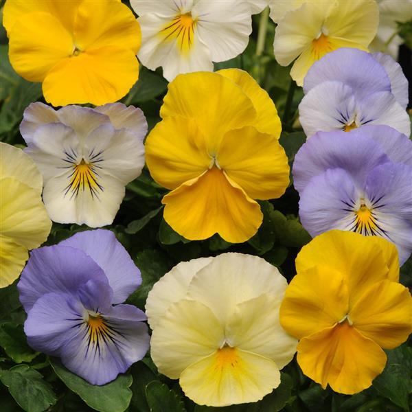 Cool Wave® Pastel Mixture Spreading Pansy - Bloom