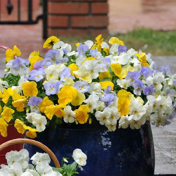 Cool Wave® Pastel Mixture Spreading Pansy - Container