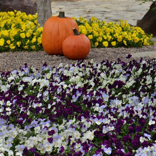 Cool Wave® Berries 'N Cream Mixture Spreading Pansy - Commercial Landscape 1
