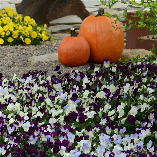 Cool Wave® Berries 'N Cream Mixture Spreading Pansy - Commercial Landscape 3