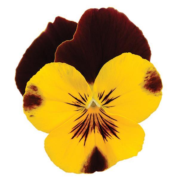Cool Wave® Sunshine 'N Wine Spreading Pansy - Bloom