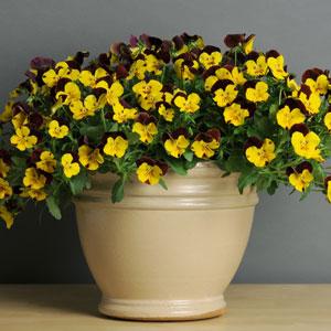 Cool Wave® Sunshine 'N Wine Spreading Pansy - Container