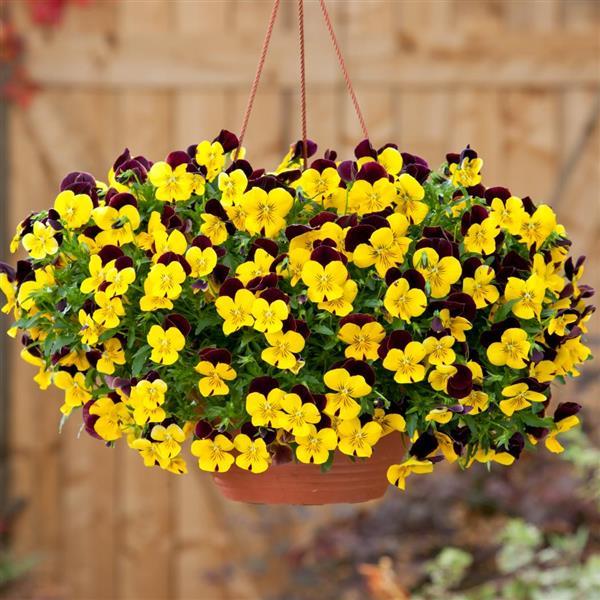 Cool Wave® Red Wing Spreading Pansy - Basket