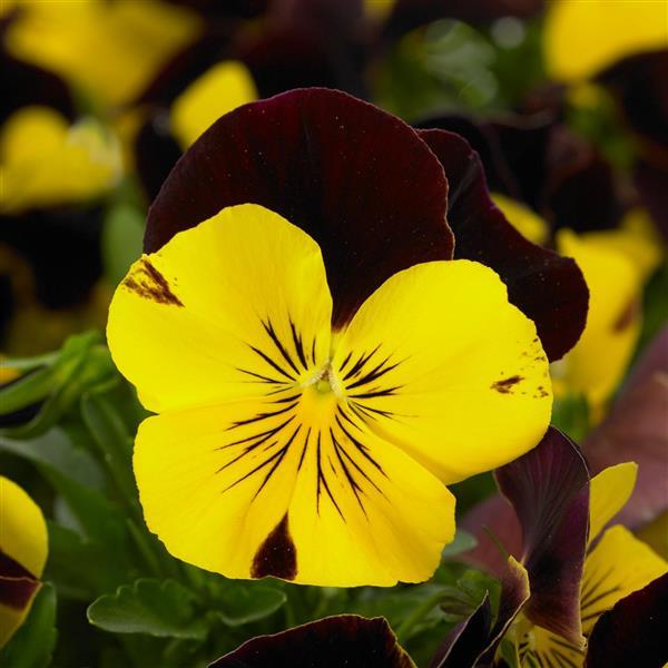 Cool Wave® Red Wing Spreading Pansy - Bloom