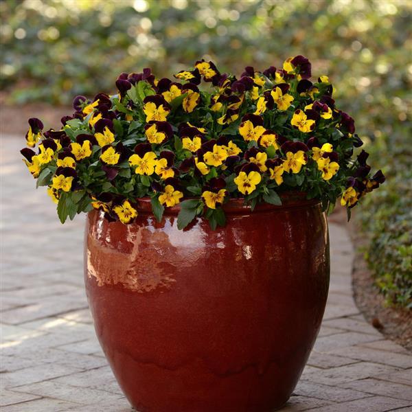 Cool Wave® Red Wing Spreading Pansy - Container