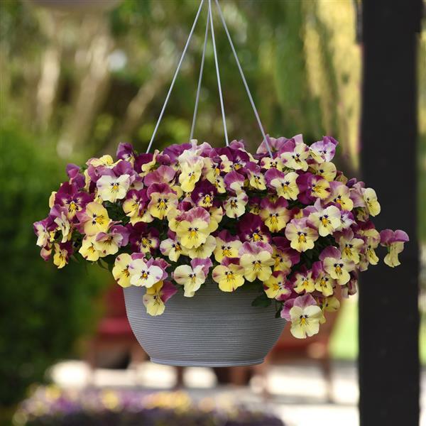 Cool Wave® Strawberry Swirl Spreading Pansy - Basket