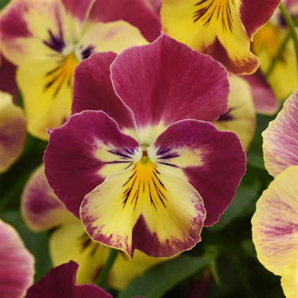 Cool Wave® Strawberry Swirl Spreading Pansy - Bloom