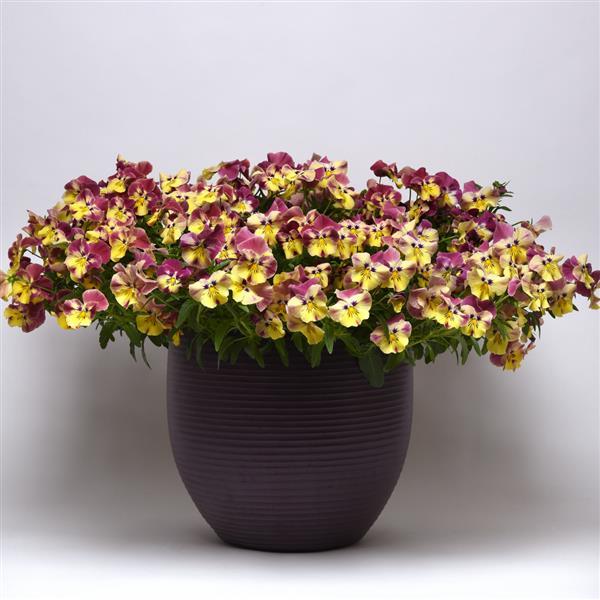 Cool Wave® Strawberry Swirl Spreading Pansy - Container