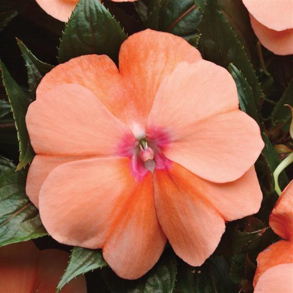 Celebration Apricot New Guinea Impatiens - Bloom