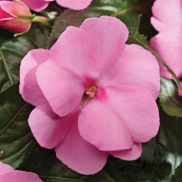 Celebration Pink New Guinea Impatiens - Bloom