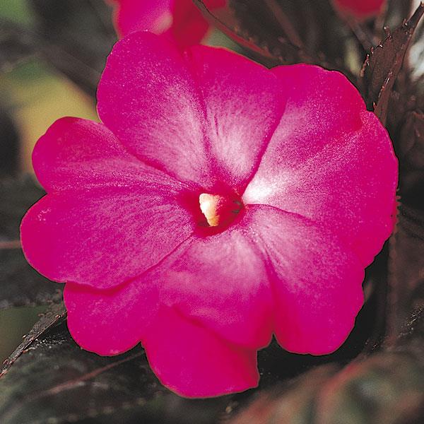 Celebration Electric Rose New Guinea Impatiens - Bloom