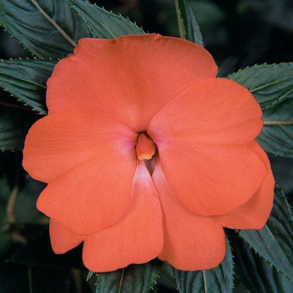 Celebration Tropical Peach New Guinea Impatiens - Bloom
